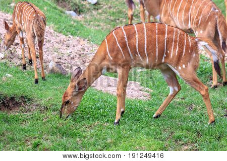 Nyala or deer standding and eating grass.