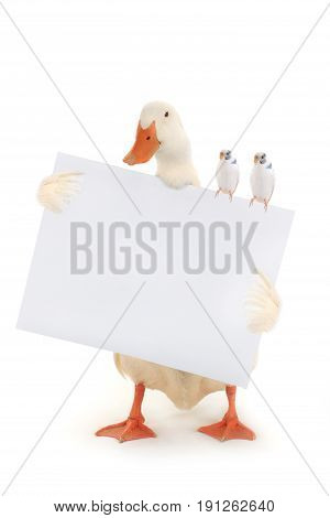 White Duck