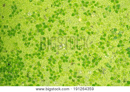 green duckweed plants floats in water on water for background texture