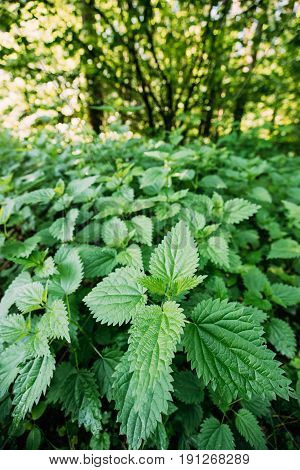 The Twigs Of Wild Plant Nettle Or Stinging Nettle Or Urtica Dioica In Summer Spring Meadow Field
