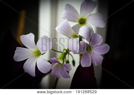 Close Up White Flower