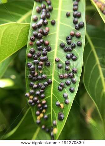 close up disease on green mango leaves