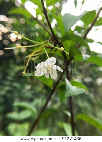 white Wrightia religiosa flower in nature garden