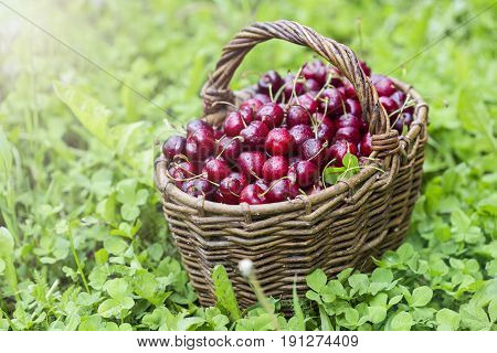 Cherries In A Large Wicker Basket