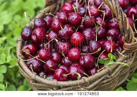 Cherries In A Large Wicker Basket