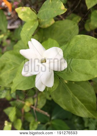 white Jasminum Sambac flower in nature garden