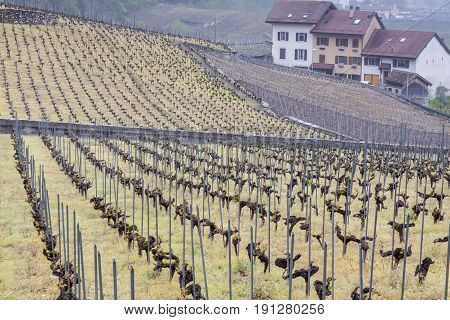 View on Vineyard - Aigle village in Switzerland.