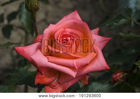 Roses, roses for the day of love, the most wonderful natural roses suitable for web design, love symbol roses