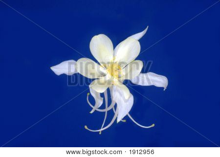 Columbine