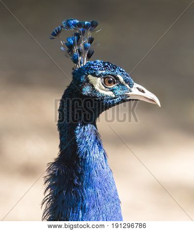 portrait of a peacock in the zoo