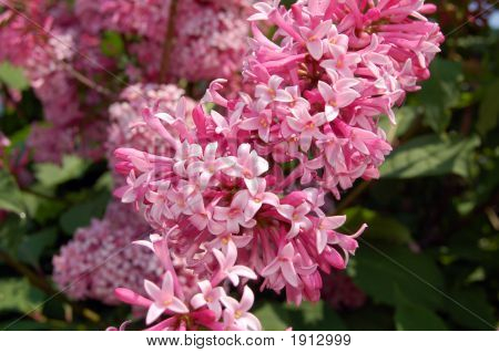 Liliowy