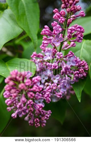 Lilac Blooms. A Beautiful Bunch Of Flowers Closeup. Spring Flowering. Lilac Bush Bloom.