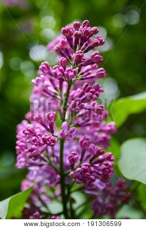 Lilac Blooms. A Beautiful Bunch Of Flowers Closeup. Spring Flowering. Lilac Bush Bloom.
