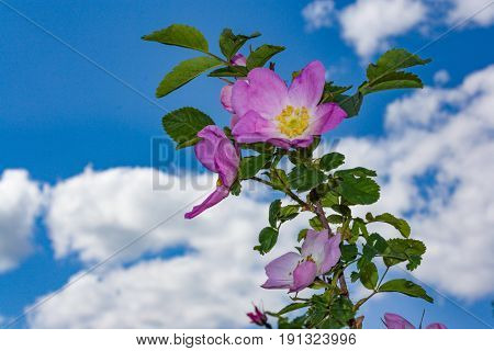 Briar Flowers, A Bush Of A Blossoming Dog Rose