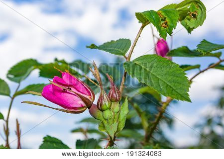 Briar Flowers, A Bush Of A Blossoming Dog Rose