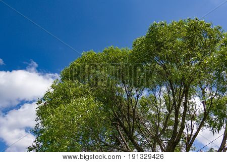 Branches Of Trees With Young Foliage Against The Blue Summer Sky