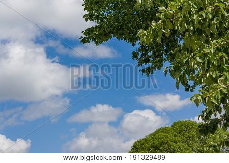 Branches Of Trees With Young Foliage Against The Blue Summer Sky
