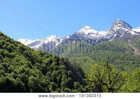 snow-capped mountains and green trees on the hillside