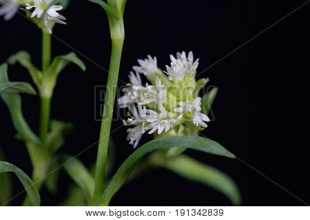 White flowers of an Alpine catchfly (Lychnis alpina)