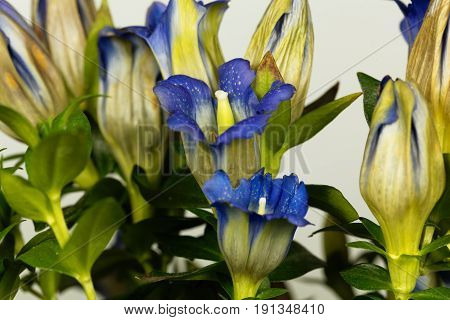 Flower of a Korean or Japanese gentian (Gentiana scabra)
