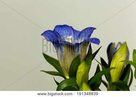 Flower of a Korean or Japanese gentian (Gentiana scabra)