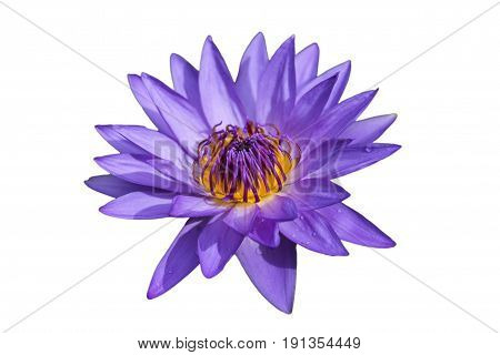 Waterlily or lotus flower isolated on white background