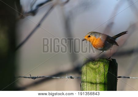 A European Robin, Erithacus rubecula, sitting on a fence in the Flemish Nature Reseve Bourgoyen Ossemeersen, near the city of Ghent, Belgium.