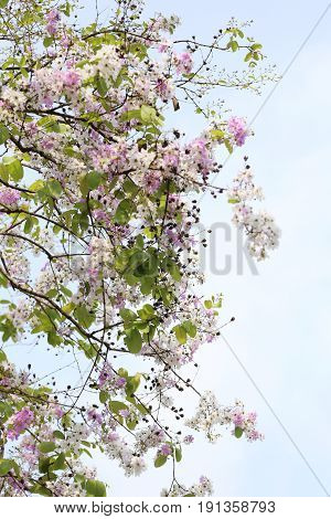 Lagerstroemia flower bloom or Tabak flowers in the gardenTropical flowers in thailand for design nature background.