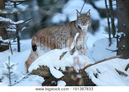Euroasian lynx in the bavarian national park in eastern germany, european wild cats, animals in european forests, lynx lynx