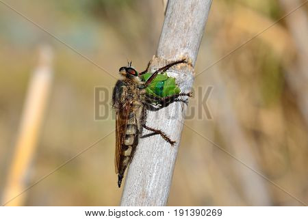 Robber fly on cane stalk with green bug under its stinger