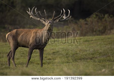Red deer, majestic powerful adult red deer stag outside forest, animal in the grass, nature habitat, Czech republic. Beautiful scene from european nature.