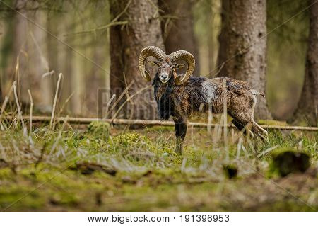 Big european moufflon in the forest,wild animal in the nature habitat, Czech Republic, Ovis orientalis orientalis