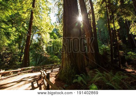 Muir Woods National Monument Near San Francisco In California, Usa