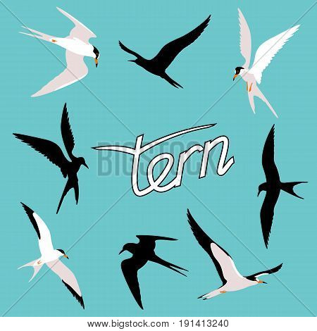 tern  bird vector illustration style Flat  set silhouette black