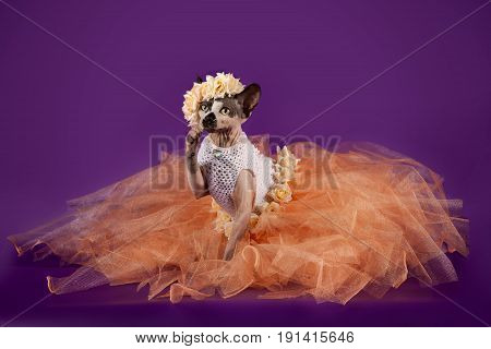 Sphynx cat dressed in orange dress on a purple background