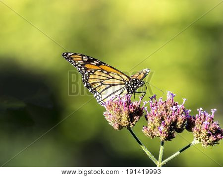 Monarch Butterfly (danaus Plexippus) Is A Milkweed Butterfly (subfamily Danainae) In The Family Nymp
