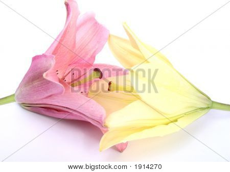 Lilys 키스