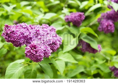 Lilac Flowers In The Garden