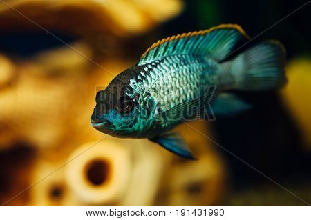Nannacara. Blue fish in the background of a decorative ship. Ceramics. Yellow.