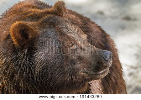 Image of an animal muzzle of a large brown bear predator
