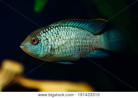 Nannacara. Blue fish in the background of a decorative ship. Ceramics. Yellow.