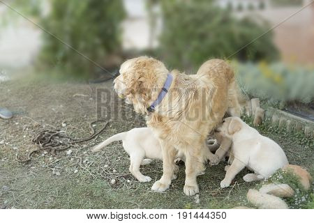 Mother Golden Retriever Wiht Her Puppies.