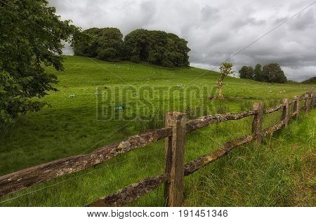 A fenced off field of blue painted sheep in Wales UK