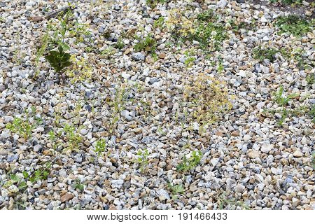Weeds parasites pests dandelion grass in gravel before herbicide weedkiller weed whacker