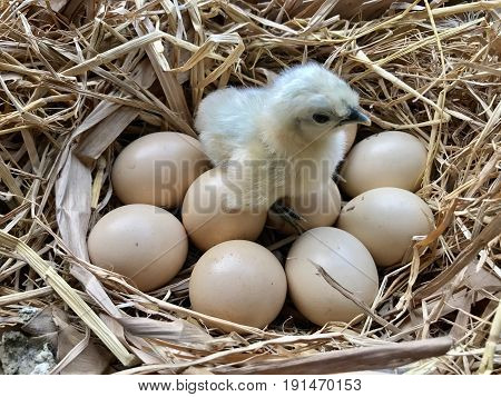 Baby chicken standing among unlatch eggs in the nest