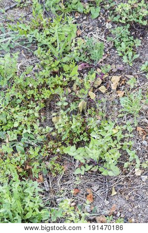 Weeds parasites pests dandelion in lawn grass before herbicide weedkiller weed whacker