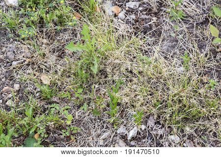 Weeds parasites pests dandelion in lawn grass before herbicide weedkiller weed whacker
