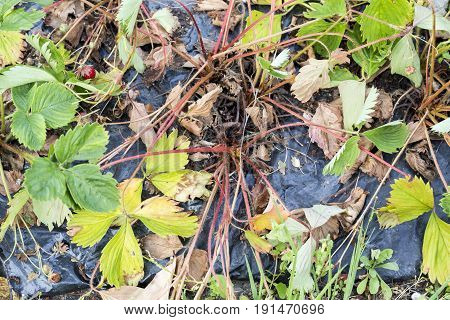 Weeds parasites pests dandelion in strawberry plants before herbicide weedkiller weed whacker