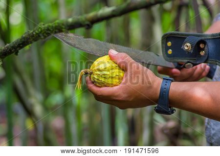 Fresh Cocoa fruit in farmers hands. Organic cacao fruit - healthy food. Cut of raw cocoa inside of the amazon rainforest in Cuyabeno National Park in Ecuador.