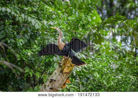 Anhinga or snakebird sittting over a branch, inside of the amazon rainforest in the Cuyabeno National Park in Ecuador.